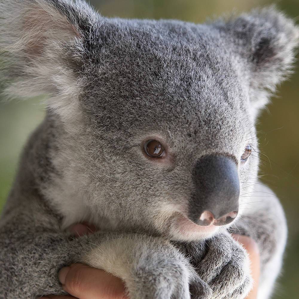 Bogi test 5-1 product photo