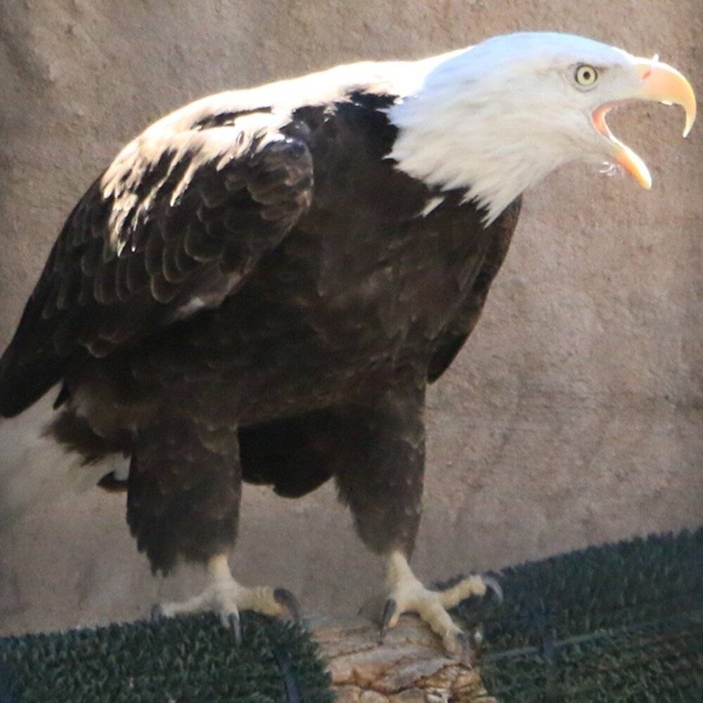 Bogi test 7-6 product photo