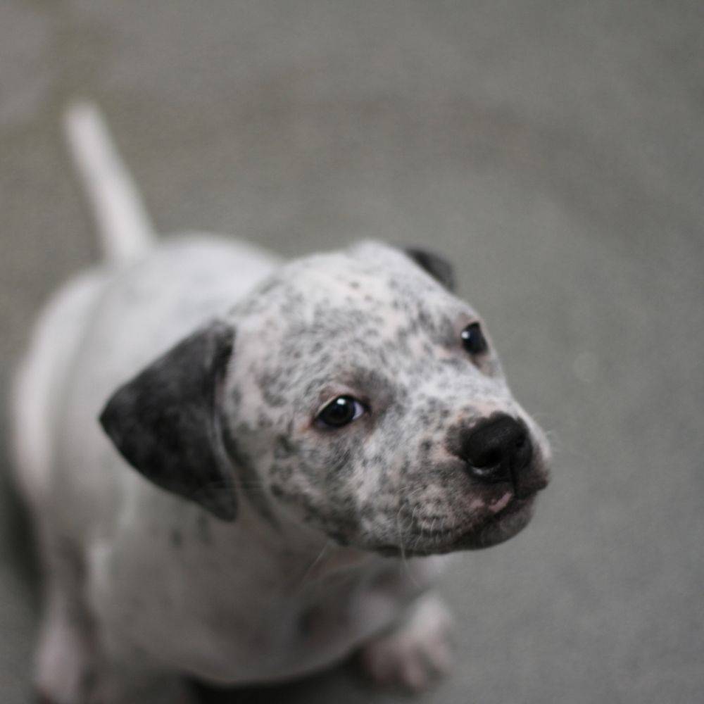 Bogi test 7-2 product photo