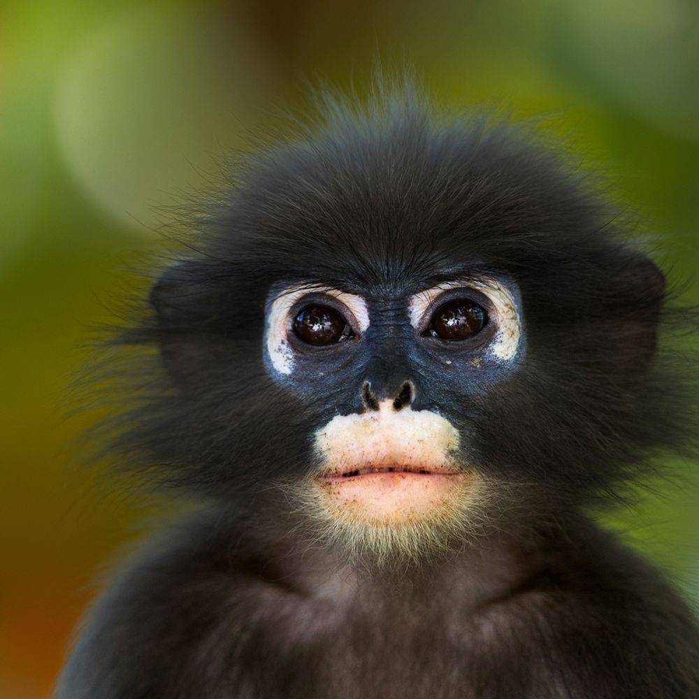 Bogi test 8-2 product photo