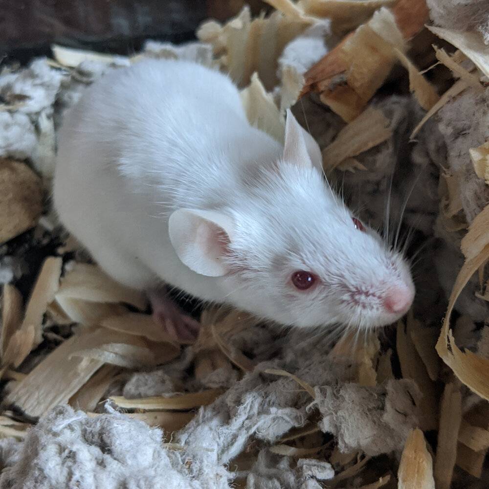 bogi test new-2 product photo