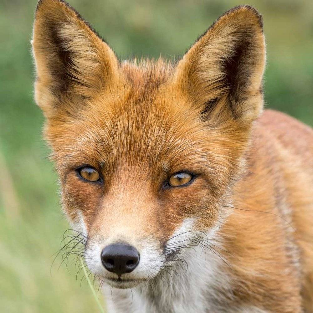 bogi test new-1 product photo