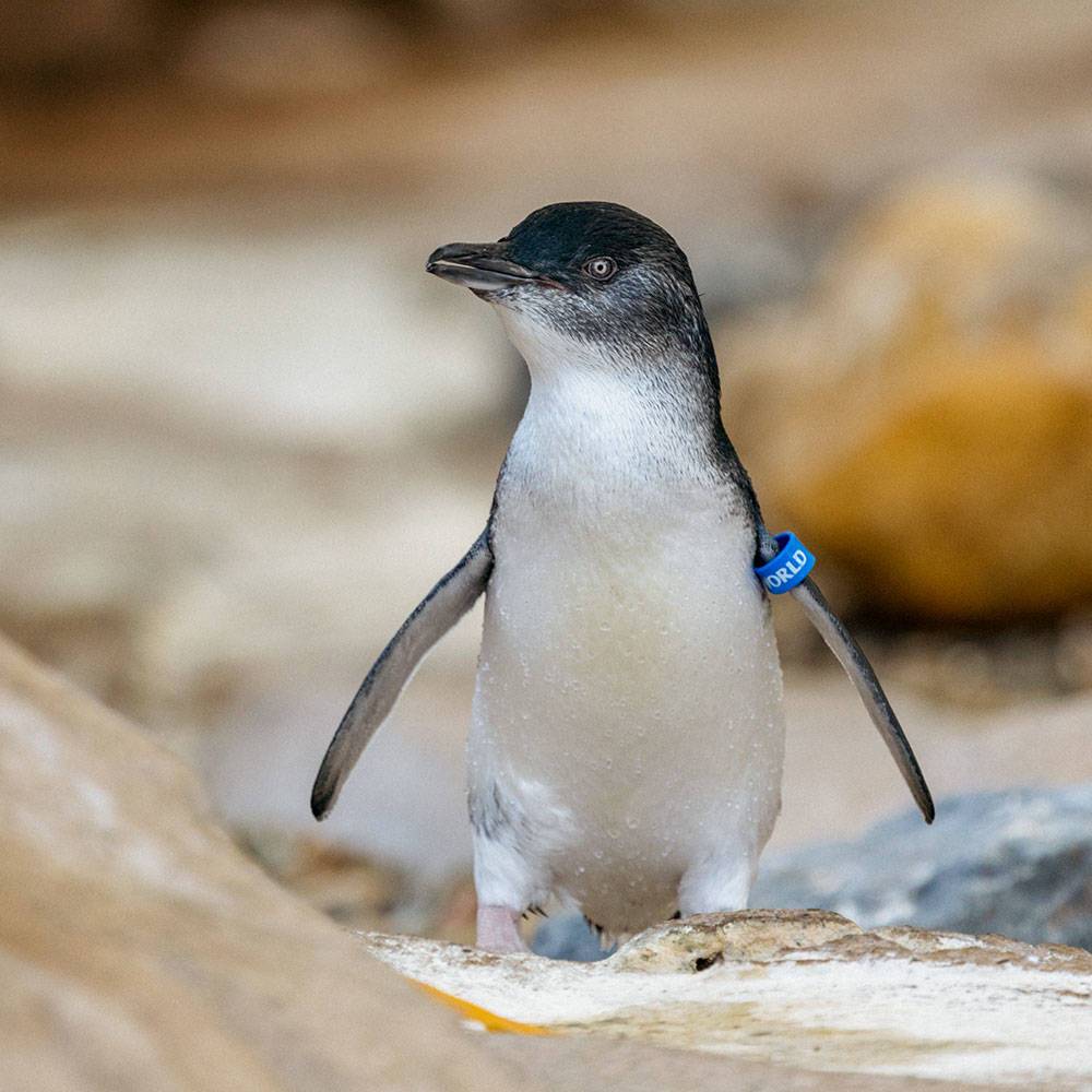 bogi test new-3 product photo